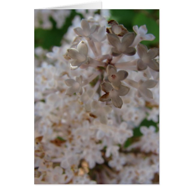 Lilac (Vorne)