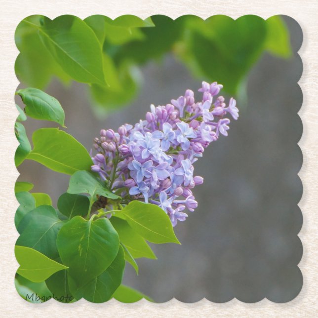 Lilac Beauty Untersetzer (Vorderseite)