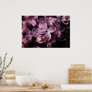 Lilac Blossom nach dem Regen Poster