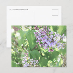 Lilac Blossoms Spring Bloom Nature Fotografy Postkarte