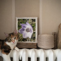 Lilac Blue Anemone Coronaria Blume Malerei