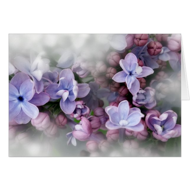 Lilac blüht (Vorderseite (Horizontal))