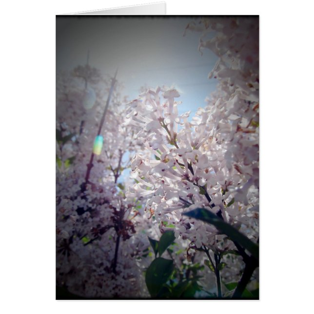 Lilac Blume (Vorne)