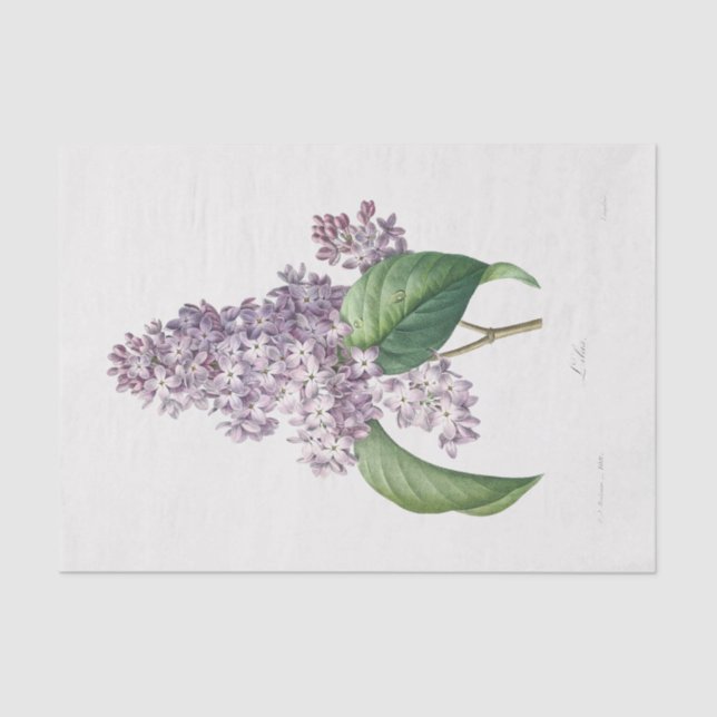 Lilac Blume Floral Blume Decoupage Seidenpapier (Vorderseite)
