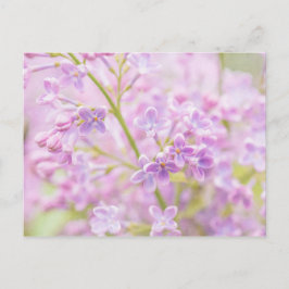 Lilac Blume Mist Postkarte