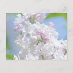 Lilac Blume Postkarte