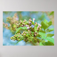 Lilac Blume - Primus Inter Pares