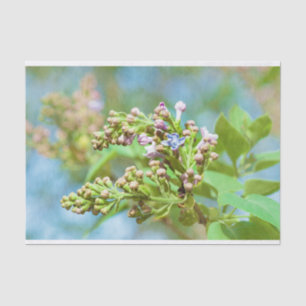 Lilac Blume - Primus Inter Pares Seidenpapier