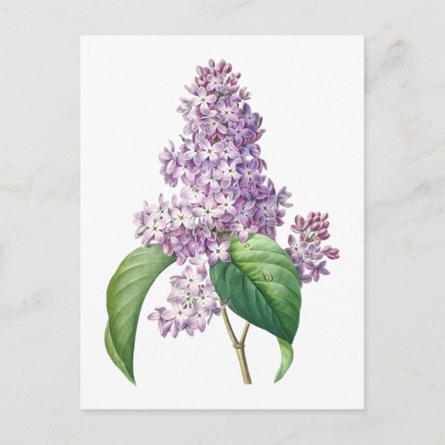 Lilac Blume Redouté Botanische Illustration Postkarte (Vorderseite)