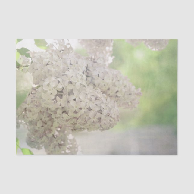 Lilac Blume Soft White Country Botanic Seidenpapier (Vorderseite)