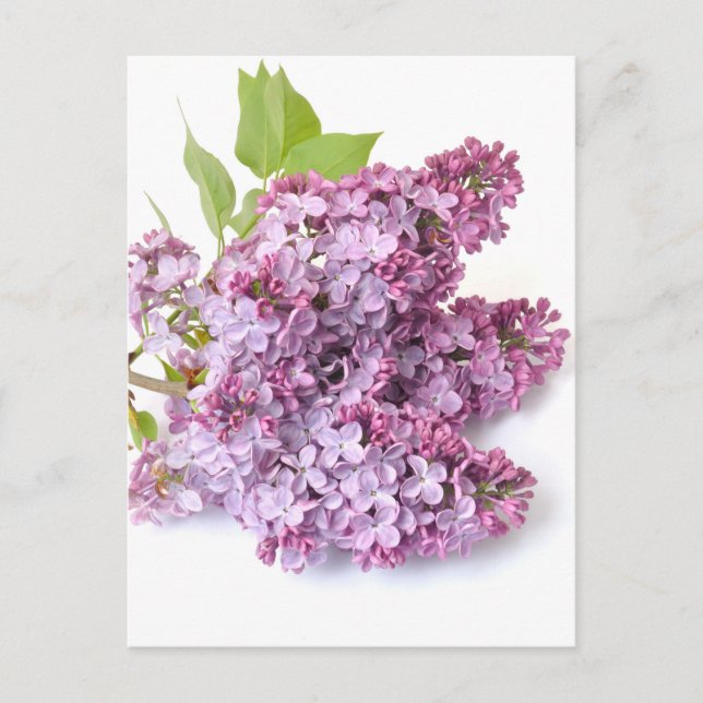 Lilac-Blüten Postkarte (Vorderseite)