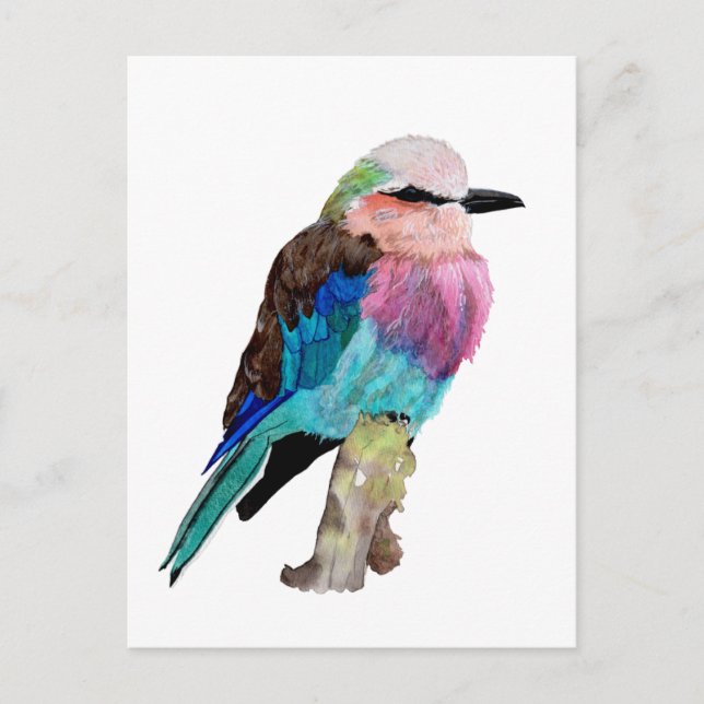 Lilac Breasted Roller Bird Postkarte (Vorderseite)