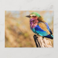 Lilac Breasted Roller Colorful African Bird