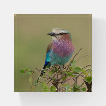 Lilac Breastroller Geschenk Paperweight