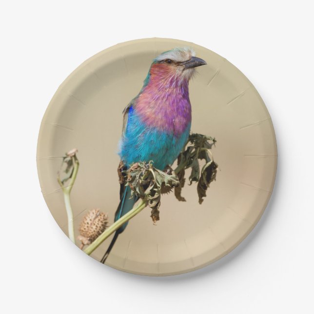 Lilac Brustwalze Pappteller (Vorderseite)