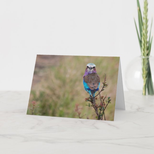 Lilac-Brustwalze, Tansania Feiertagskarte (Vorderseite)