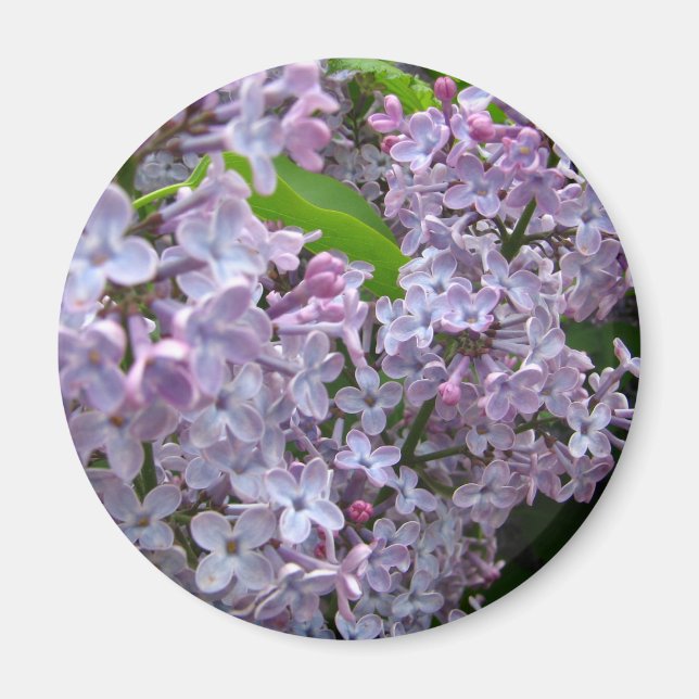 Lilac Bunches Magnet (Vorne)