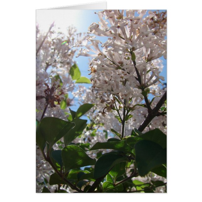 Lilac Bush (Vorne)