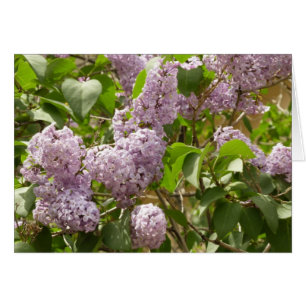 Lilac Bush Schöne Lila Frühlingsblumen