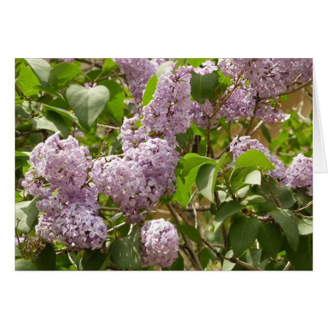Lilac Bush Schöne Lila Frühlingsblumen (Vorderseite (Horizontal))