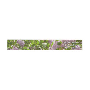 Lilac Bush Schöne Lila Frühlingsblumen