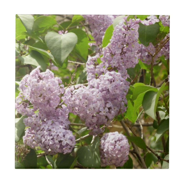 Lilac Bush Schöne Lila Frühlingsblumen Fliese (Vorderseite)