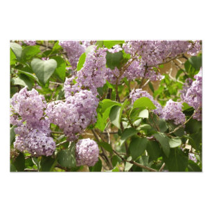 Lilac Bush Schöne Lila Frühlingsblumen Fotodruck