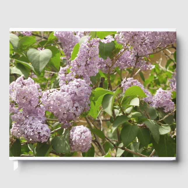 Lilac Bush Schöne Lila Frühlingsblumen Gästebuch (Vorderseite)