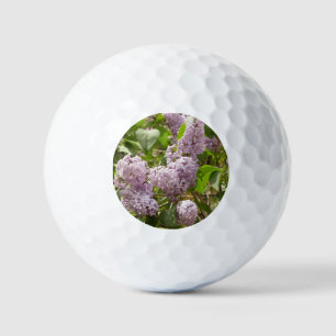 Lilac Bush Schöne Lila Frühlingsblumen Golfball