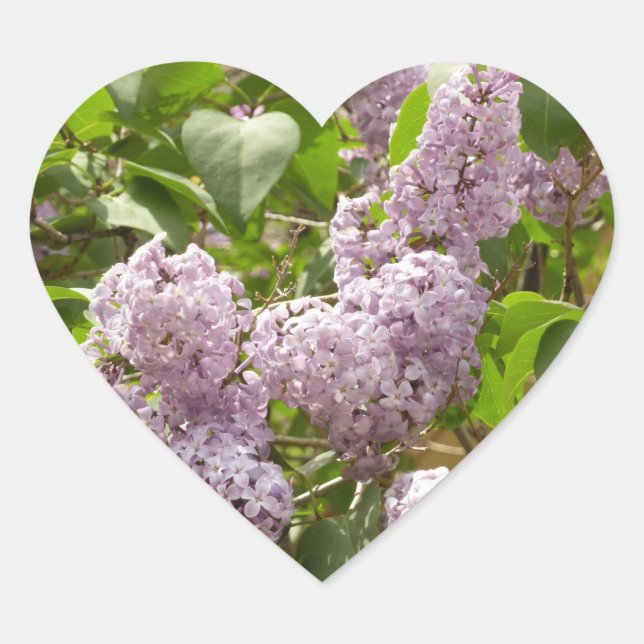 Lilac Bush Schöne Lila Frühlingsblumen Herz-Aufkleber (Vorderseite)