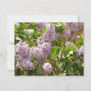 Lilac Bush Schöne Lila Frühlingsblumen Karte