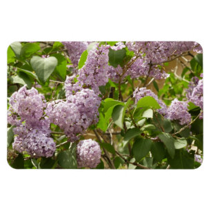 Lilac Bush Schöne Lila Frühlingsblumen Magnet