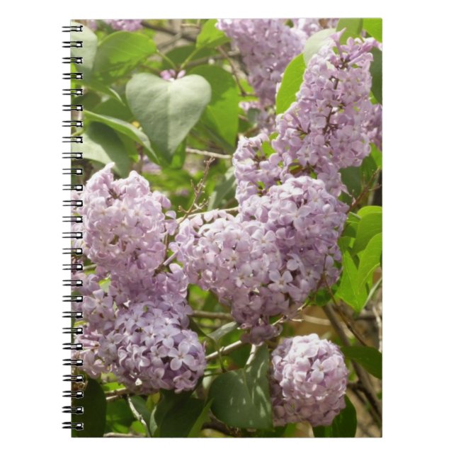 Lilac Bush Schöne Lila Frühlingsblumen Notizblock (Vorderseite)
