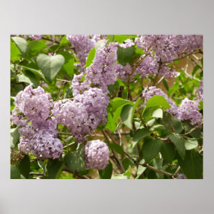 Lilac Bush Schöne Lila Frühlingsblumen Poster