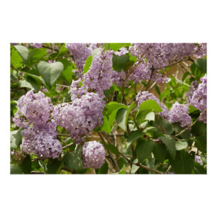 Lilac Bush Schöne Lila Frühlingsblumen Poster