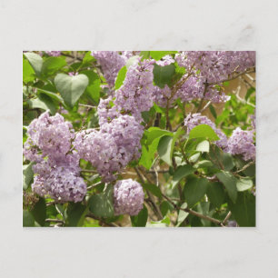 Lilac Bush Schöne Lila Frühlingsblumen Postkarte