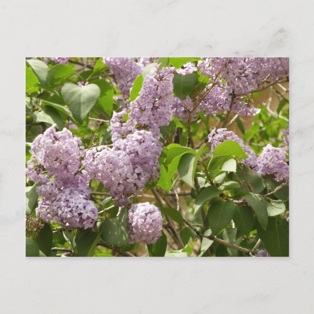 Lilac Bush Schöne Lila Frühlingsblumen Postkarte (Vorderseite)