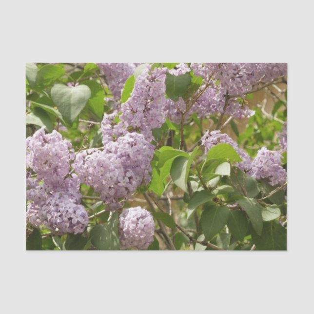 Lilac Bush Schöne Lila Frühlingsblumen Seidenpapier (Vorderseite)