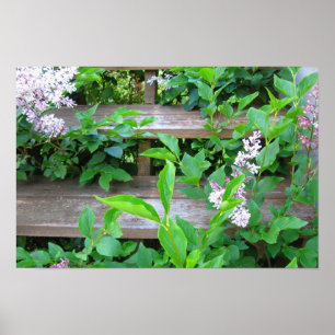 Lilac Bush und Blume wachsen durch Holzschritte Poster