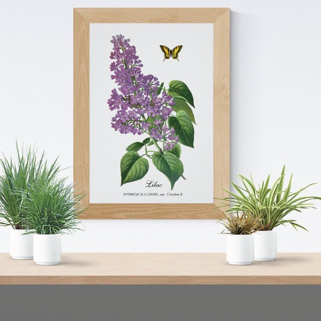 Lilac Butterfly Botanical Jean Bois Poster (Von Creator hochgeladen)