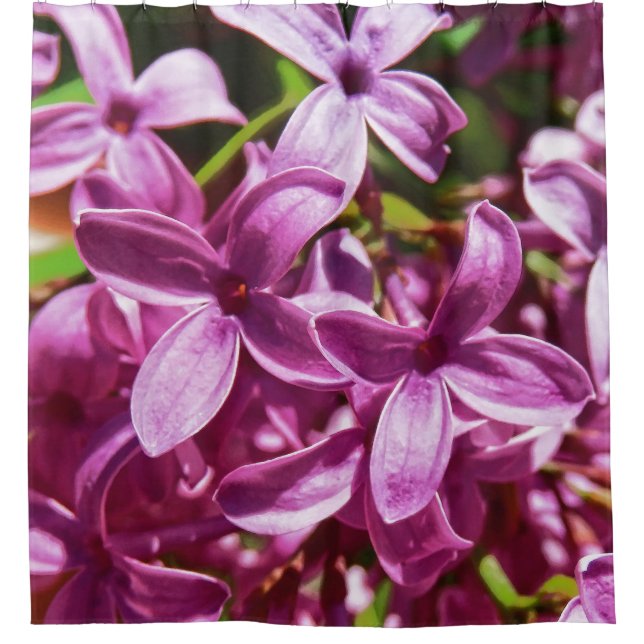 Lilac Closeup Duschvorhang (Vorderseite)