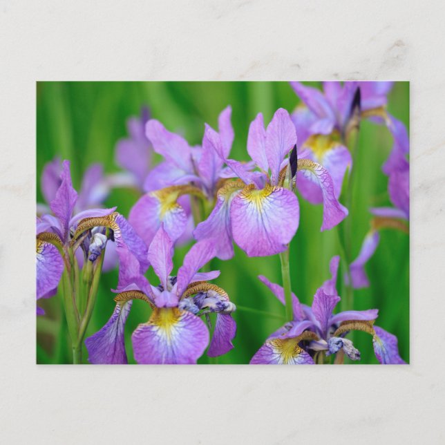 Lilac Color Blooming Iris Flowers  Postkarte (Vorderseite)