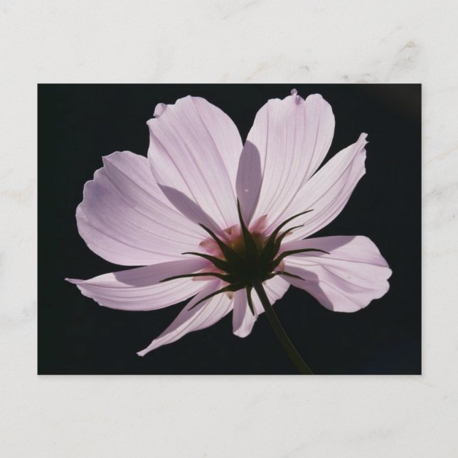 Lilac Cosmea Blume Postcard Postkarte (Vorderseite)