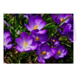 Lilac Crocuses