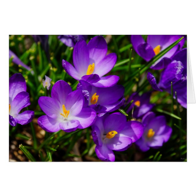 Lilac Crocuses (Vorderseite (Horizontal))
