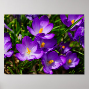 Lilac Crocuses Poster