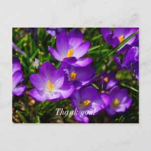 Lilac Crocuses Vielen Dank Postcard Postkarte