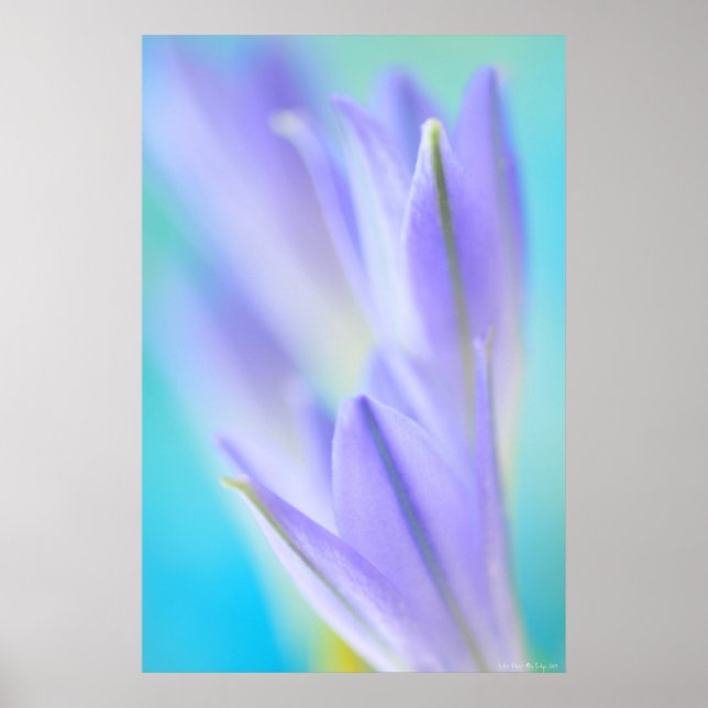 Lilac Flares Poster (Vorne)