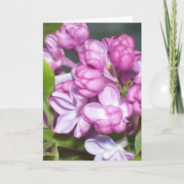 Lilac Grußkarte Karte (Vorderseite)