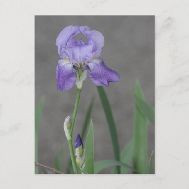 Lilac Lila Iris Blühen in der Gartenbox Postkarte (Vorderseite)